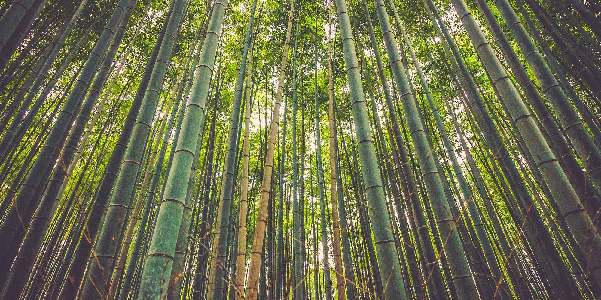 Bois de bambou : pourquoi utiliser le bambou comme bois